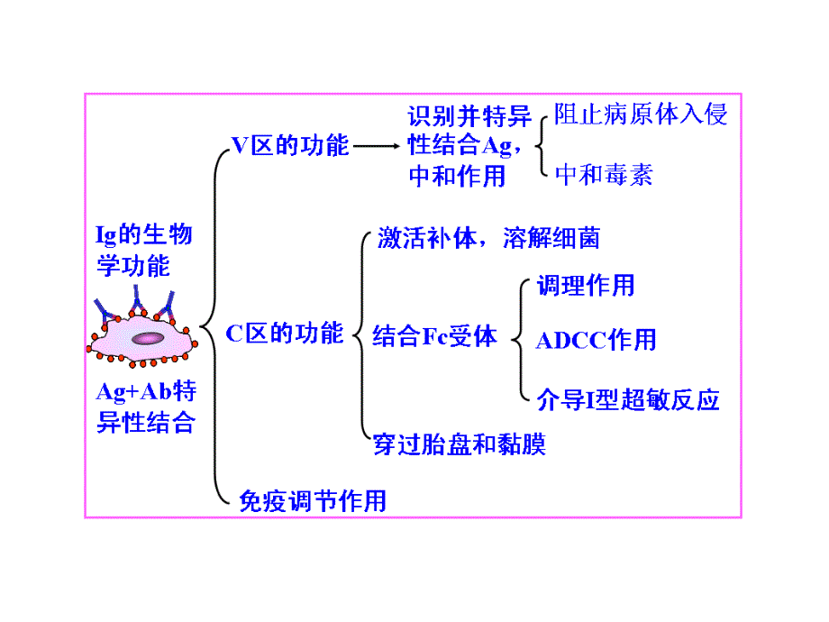 医学免疫学课件：第五章 补体系统_第4页