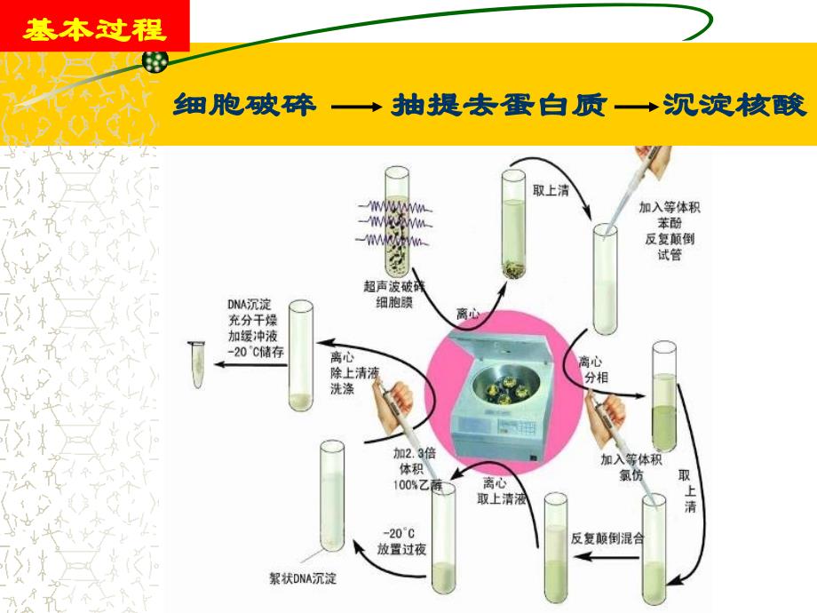 实验一植物DNA提取及检测_第4页