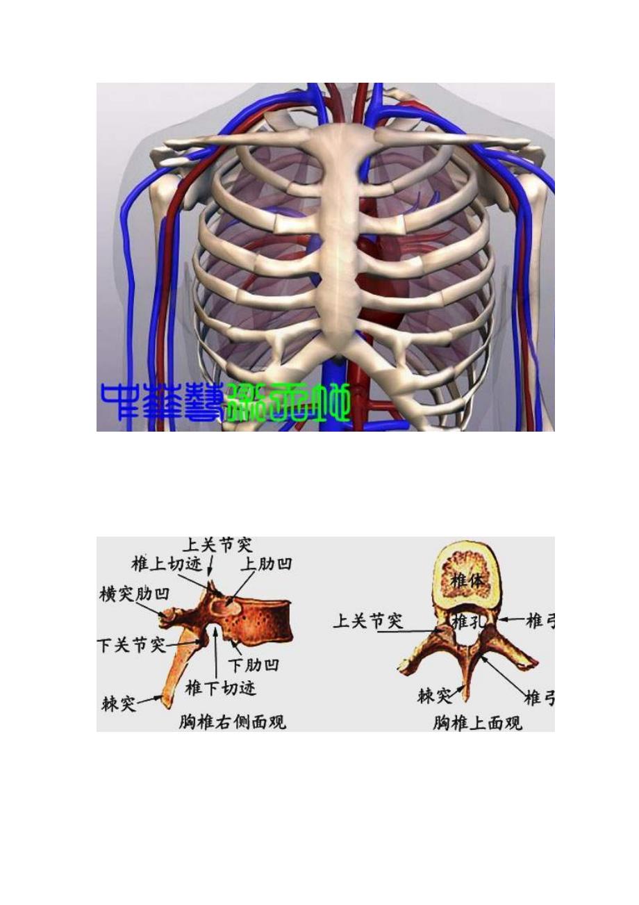 胸椎、颈椎、腰椎、骨棘突定位(图文学解).doc_第4页