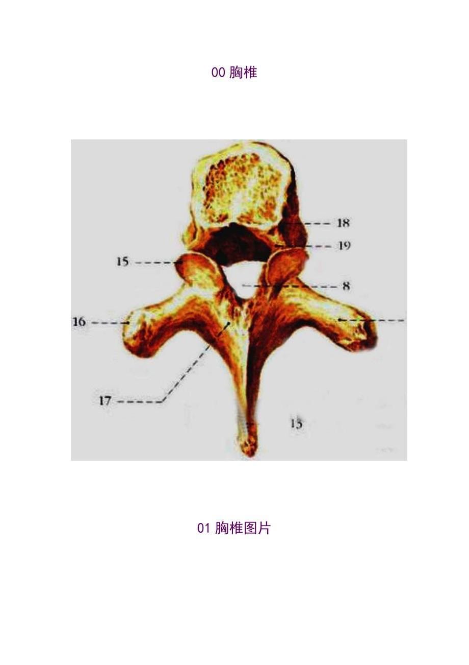 胸椎、颈椎、腰椎、骨棘突定位(图文学解).doc_第5页