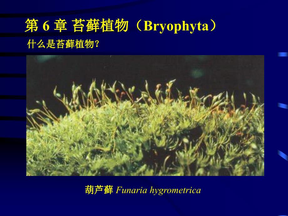 植物学课件：第6章 苔藓植物（Bryophyta）_第1页