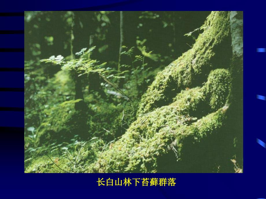 植物学课件：第6章 苔藓植物（Bryophyta）_第3页