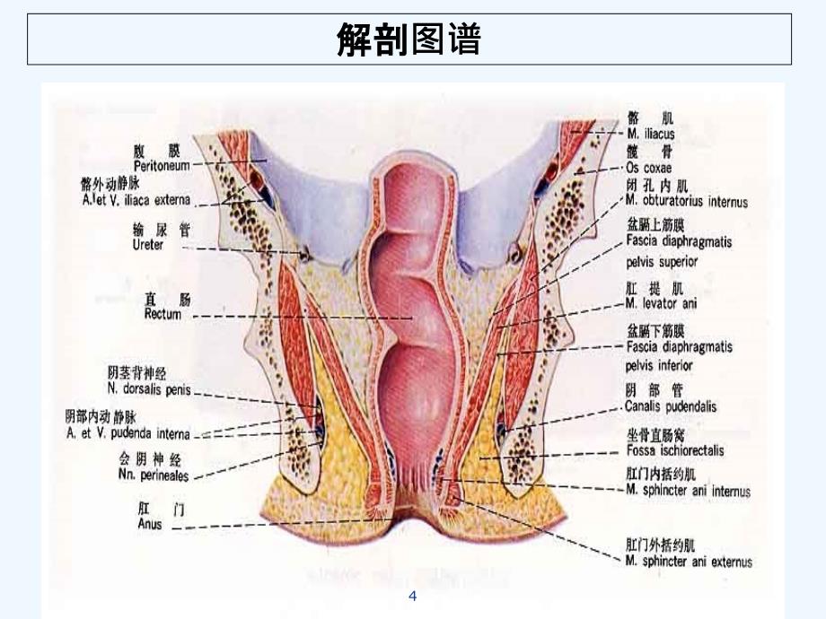 肛管内超声检查肛周脓肿和肛瘘PPT课件_第4页