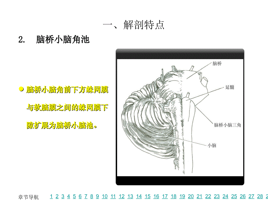 脑桥小脑角综合征临床解剖PPT课件02_第4页