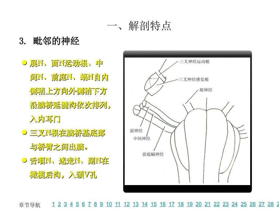 脑桥小脑角综合征临床解剖PPT课件02_第5页