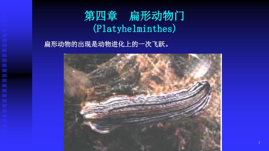 动物学课程-第六章 扁形动物门_第1页
