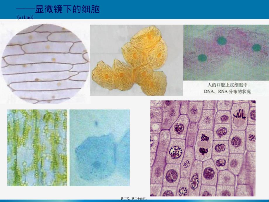 一轮复习细胞器——系统内的分工合作课件_第2页