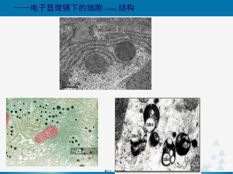 一轮复习细胞器——系统内的分工合作课件_第3页