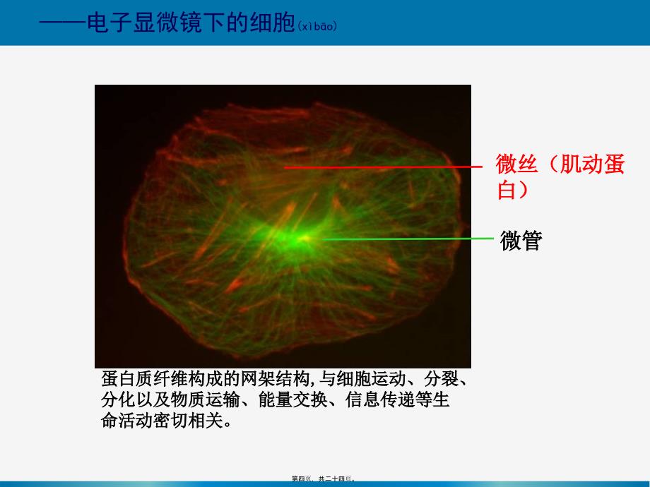 一轮复习细胞器——系统内的分工合作课件_第4页