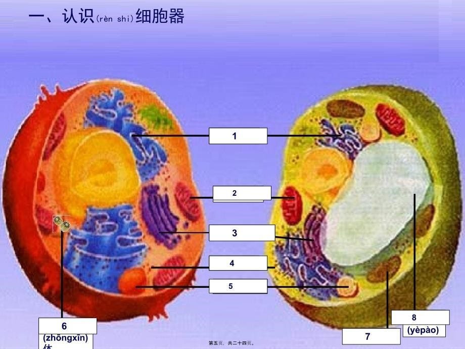 一轮复习细胞器——系统内的分工合作课件_第5页