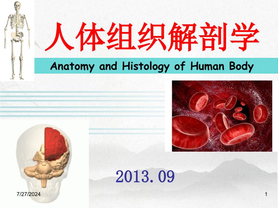 管理学人体组织解剖学第1章基本组织_第1页