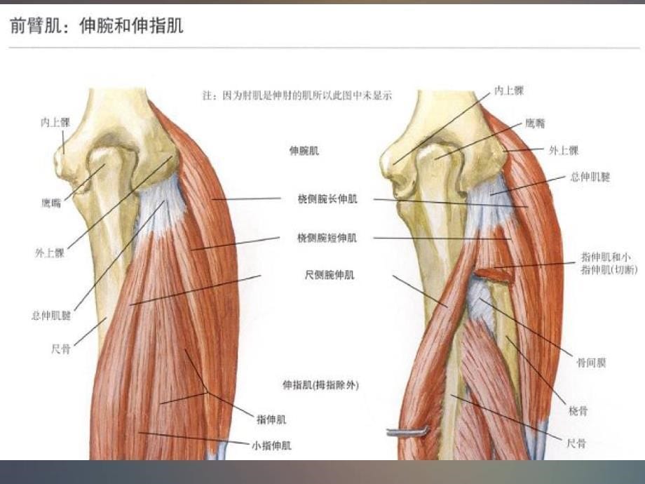 肘关节的X线常用测量及诊断分析.ppt_第5页