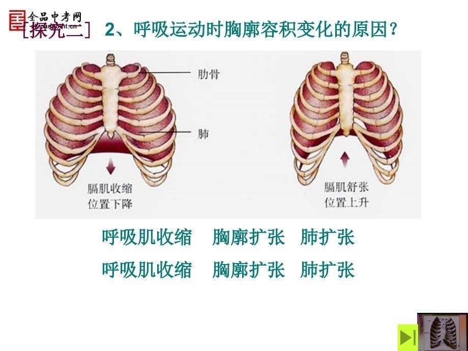 第四单元第三章第二节发生在肺内的气体交换文档资料_第5页