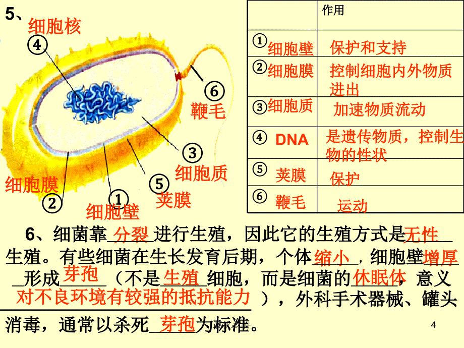 最终版八年级上册生物复习重点归纳（鲁教版）课件_第4页