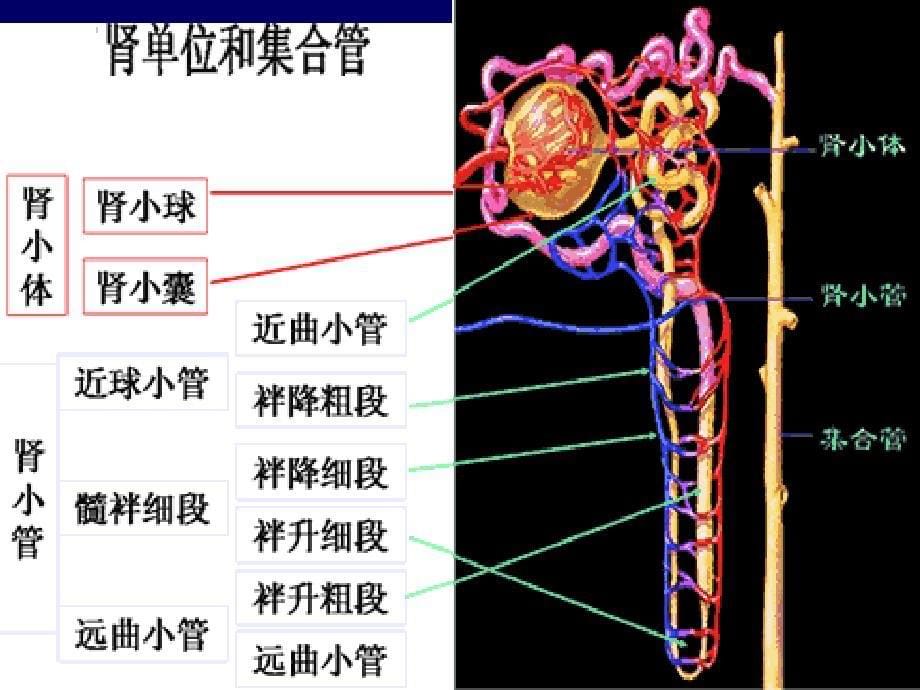 医药卫生延缓肾衰_第5页