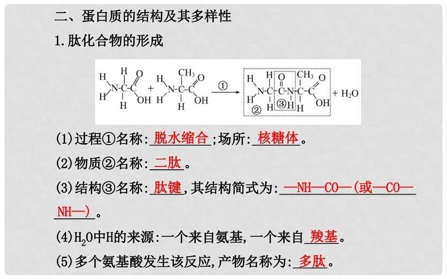 福建省高中生物 第2章 第2节生命活动的主要承担者 蛋白质课件 新人教版必修1_第5页