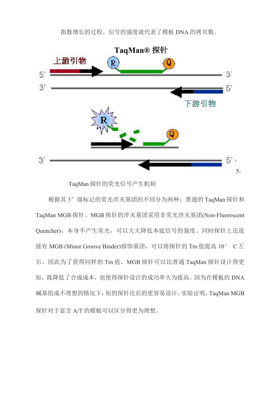 荧光定量PCR的原理及使用_第3页