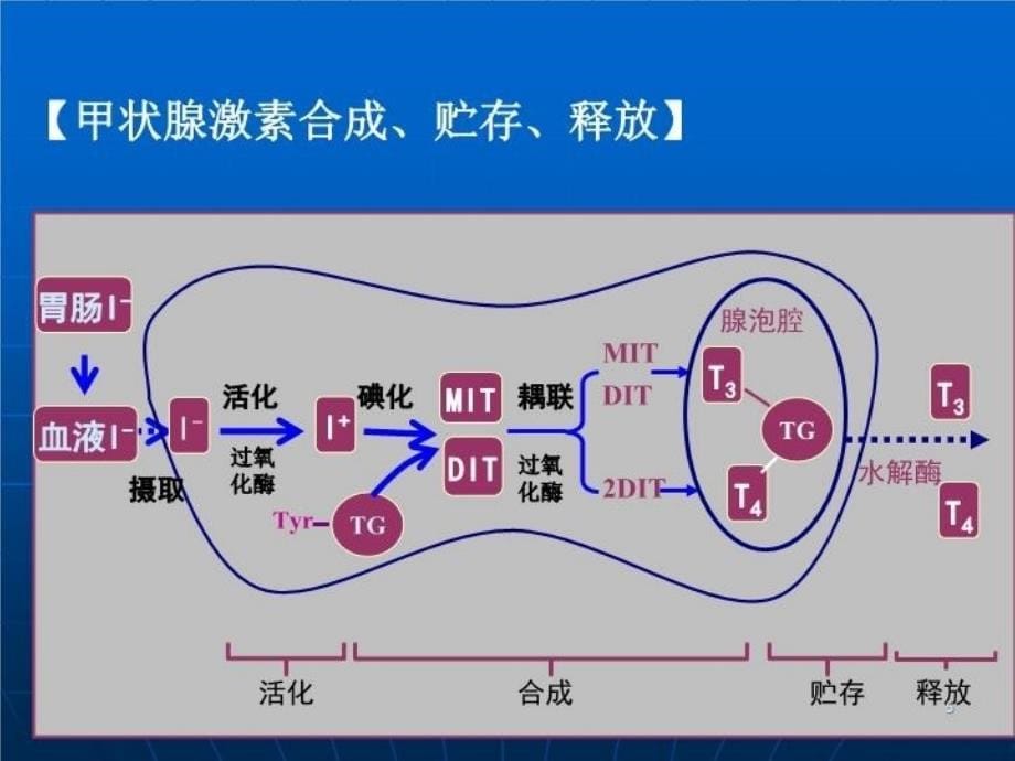 甲亢危象-最新课件_第5页