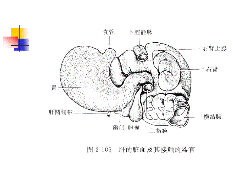 腹部的断面解剖学_第4页