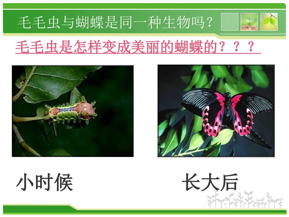 人教版八年级生物下册7.1.2昆虫的生殖和发育课件共33张PPT_第2页