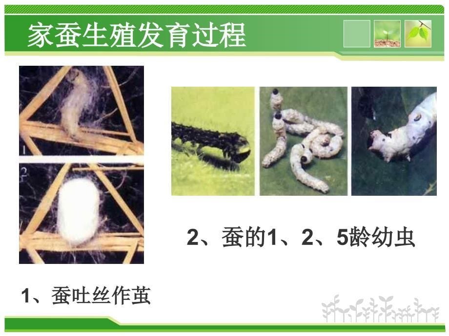 人教版八年级生物下册7.1.2昆虫的生殖和发育课件共33张PPT_第5页