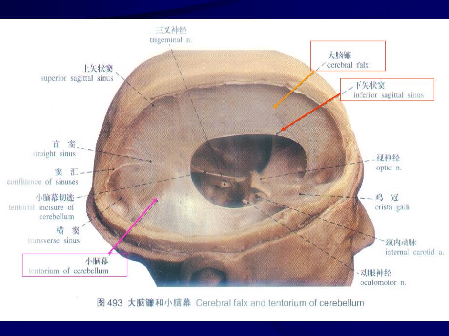 脑脊膜和血管_第4页