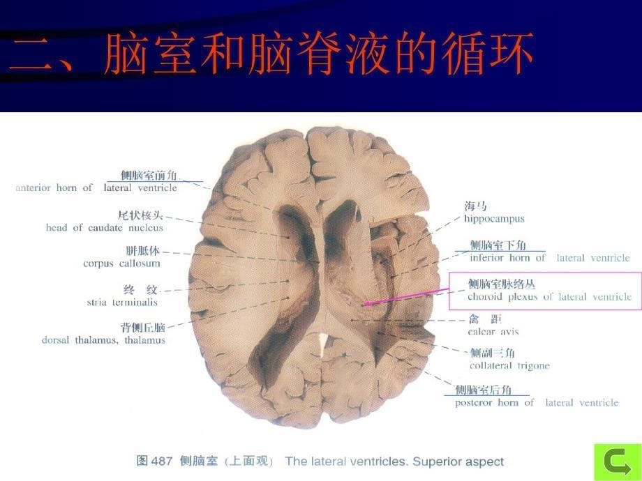 脑脊膜和血管_第5页