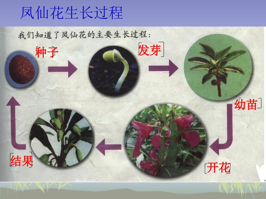 《植物的生长变化》_第2页