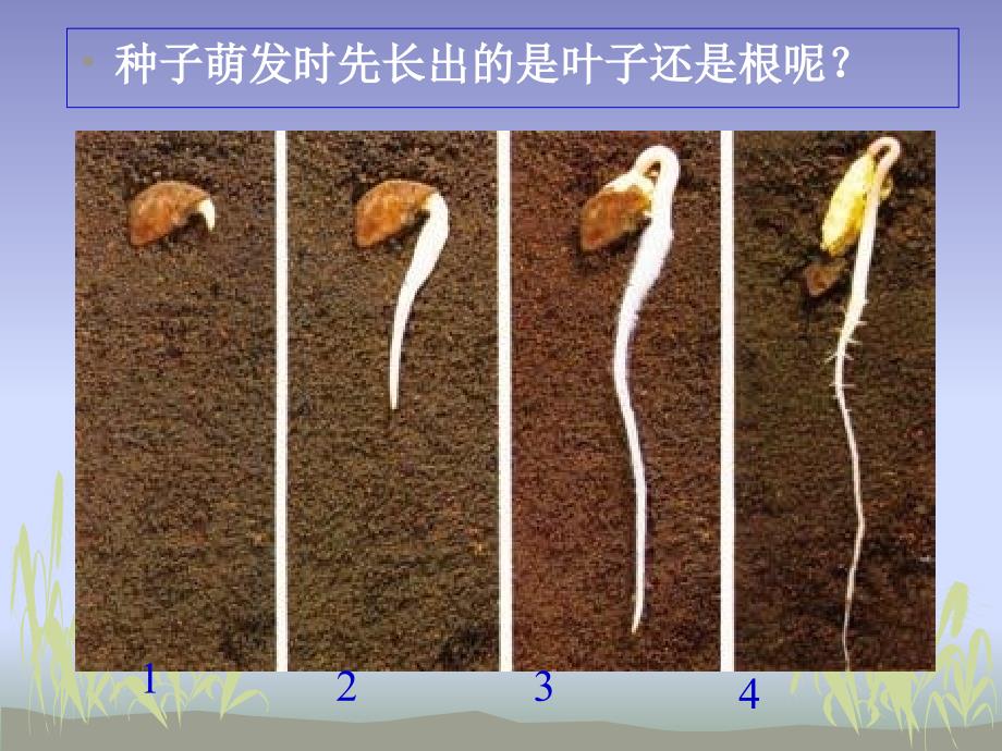 《植物的生长变化》_第4页