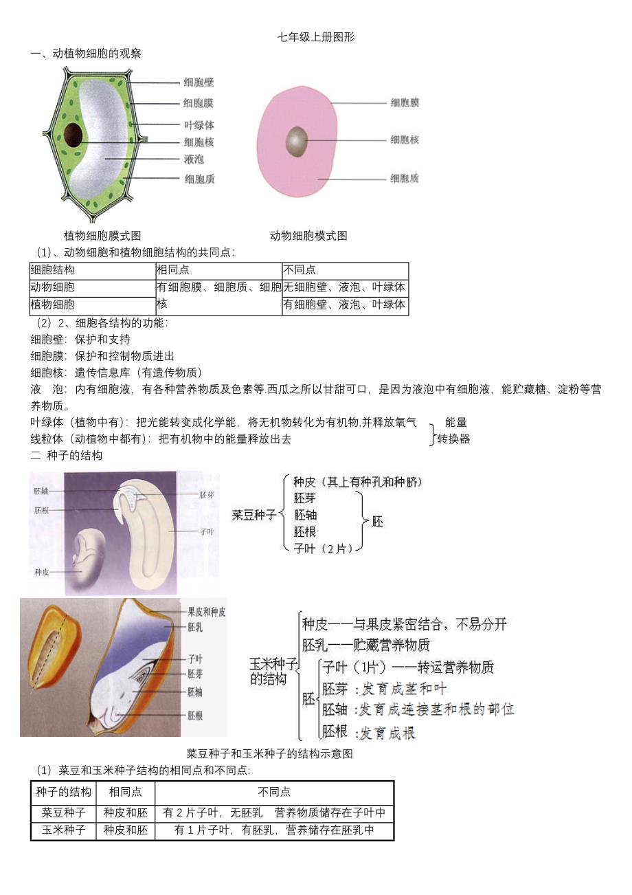 初中生物图形专题(终稿).doc_第1页