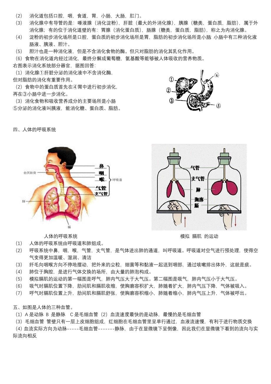 初中生物图形专题(终稿).doc_第5页