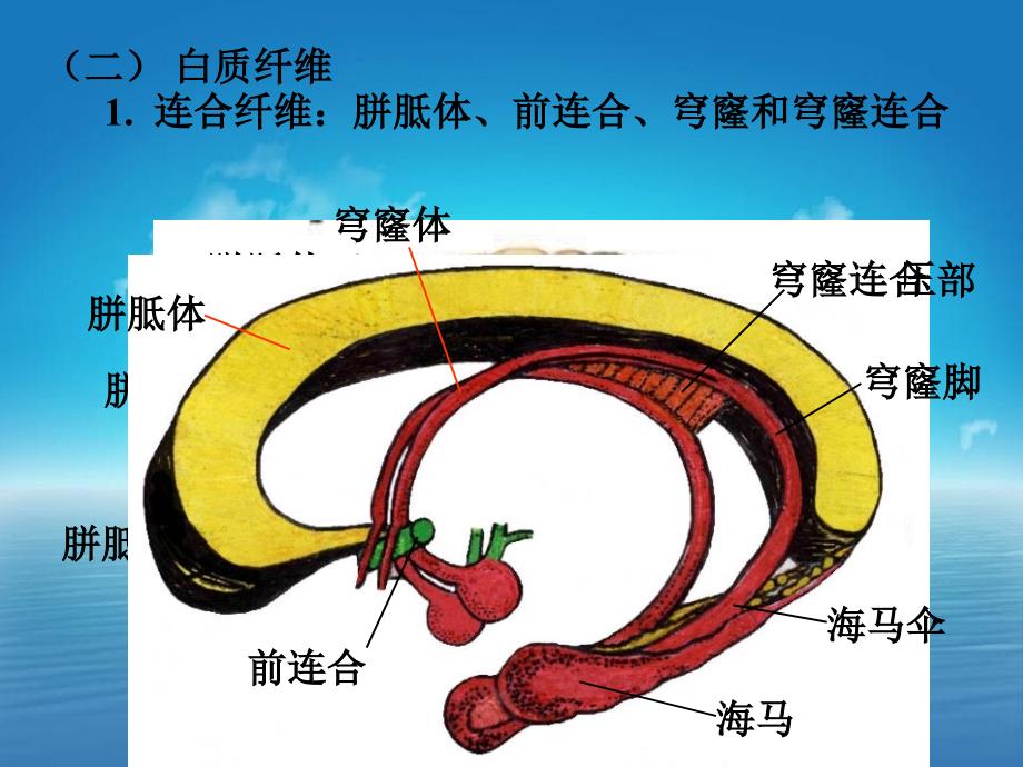 断面解剖课件_第4页