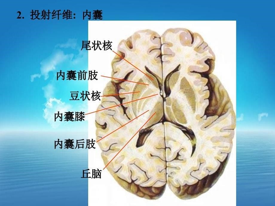 断面解剖课件_第5页