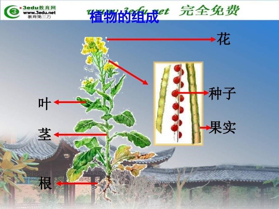 七年级生物多细胞生物体的结构层次_第5页