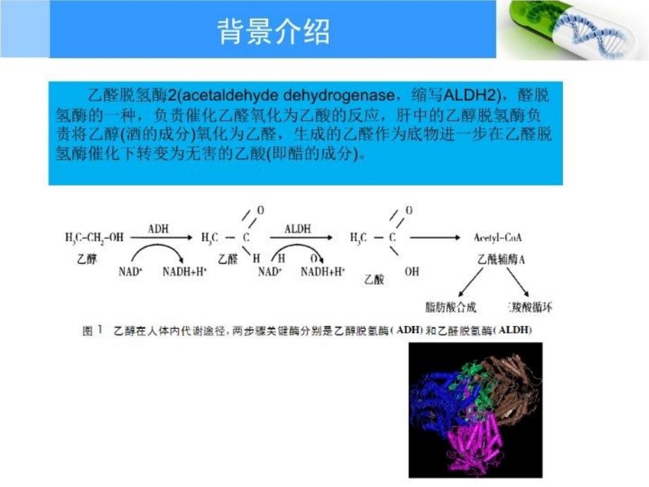 ALDH2基因检测讲解学习_第3页