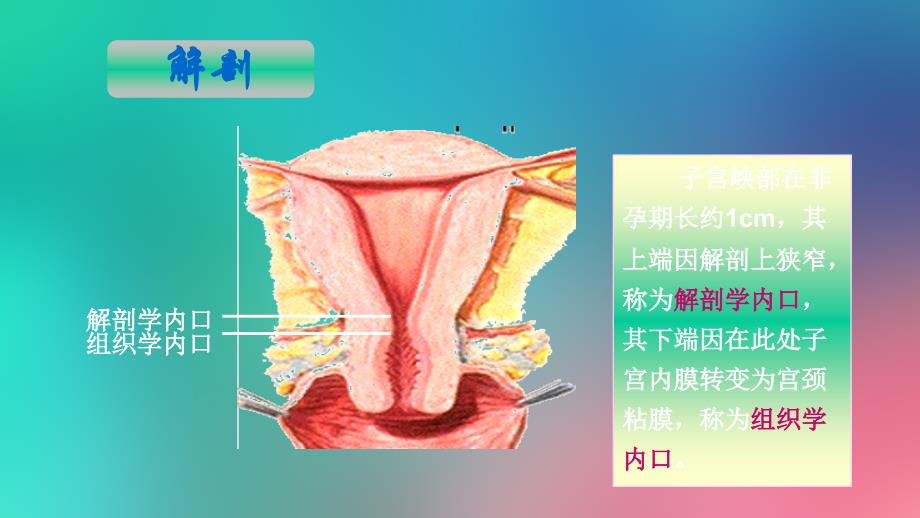 子宫峡部相关知识_第4页