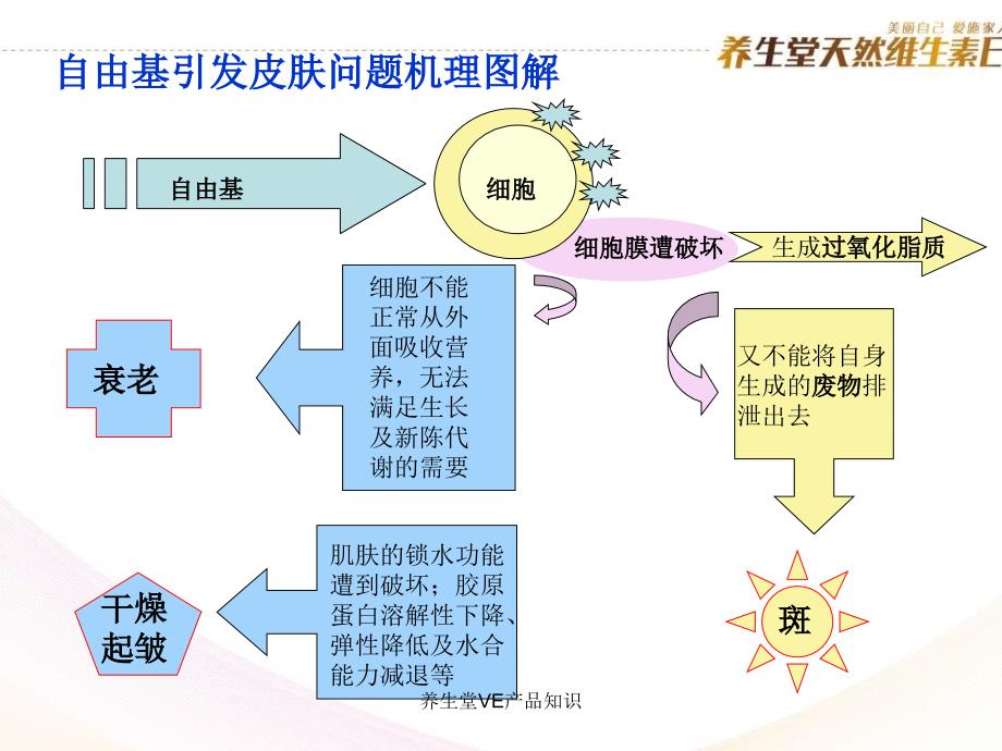 养生堂VE产品知识课件_第4页