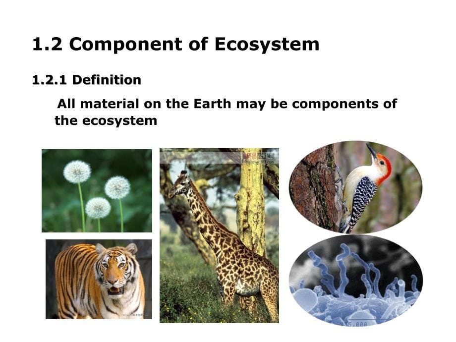 环境生态学教学课件：Chapter 5-生态系统_第5页