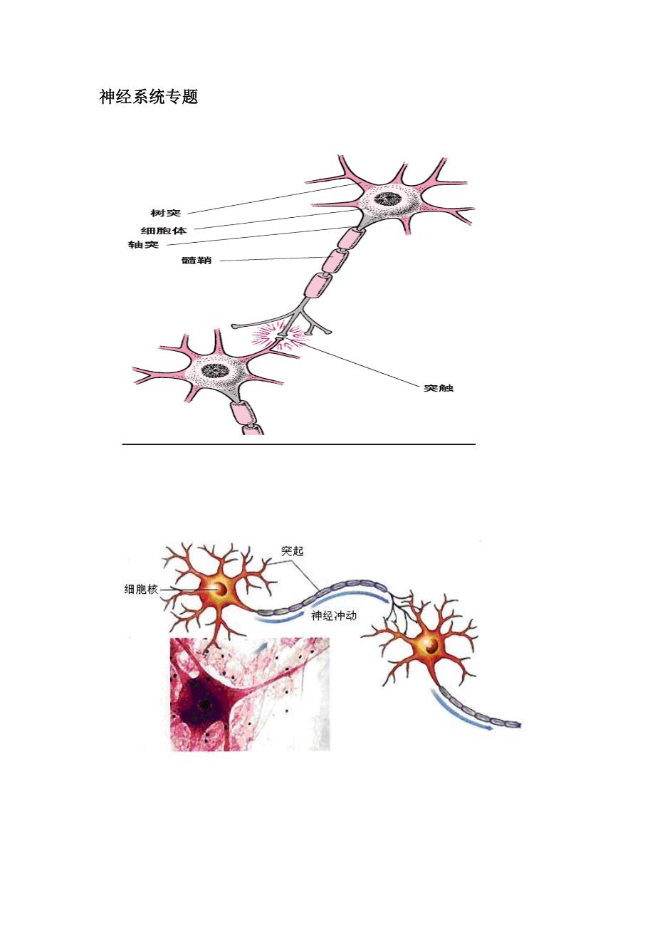 神经系统专题.doc_第1页