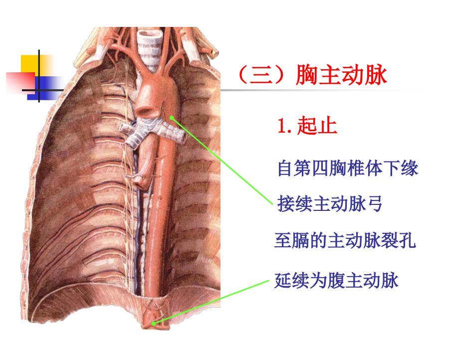 系统解剖学教学课件：动脉2_第1页