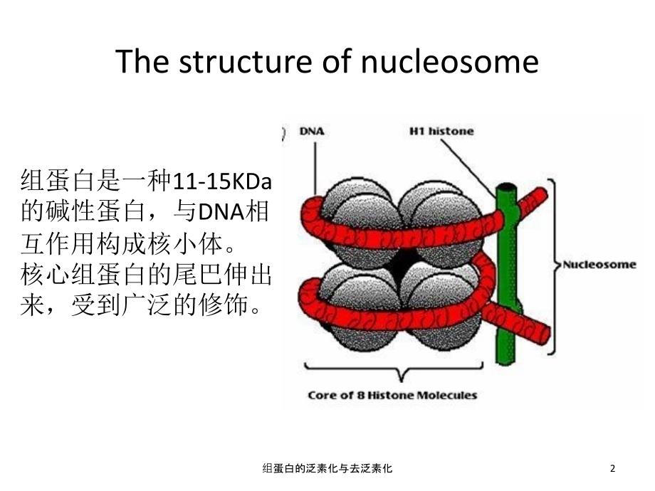 组蛋白的泛素化与去泛素化课件_第2页