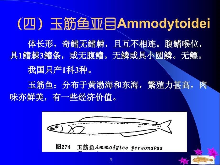 隆头鱼亚目概述_第5页