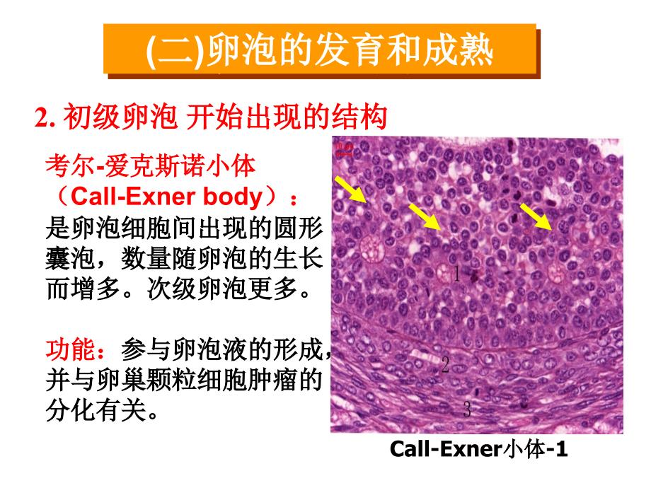 卵泡发育和卵泡成熟课件_第3页