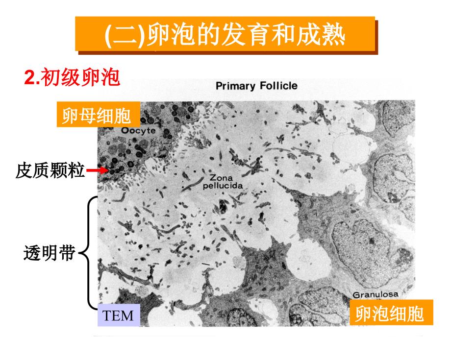 卵泡发育和卵泡成熟课件_第4页