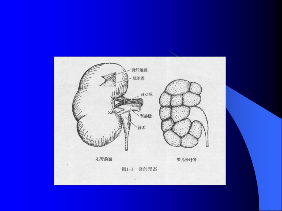 肾解剖生理(本)_第3页