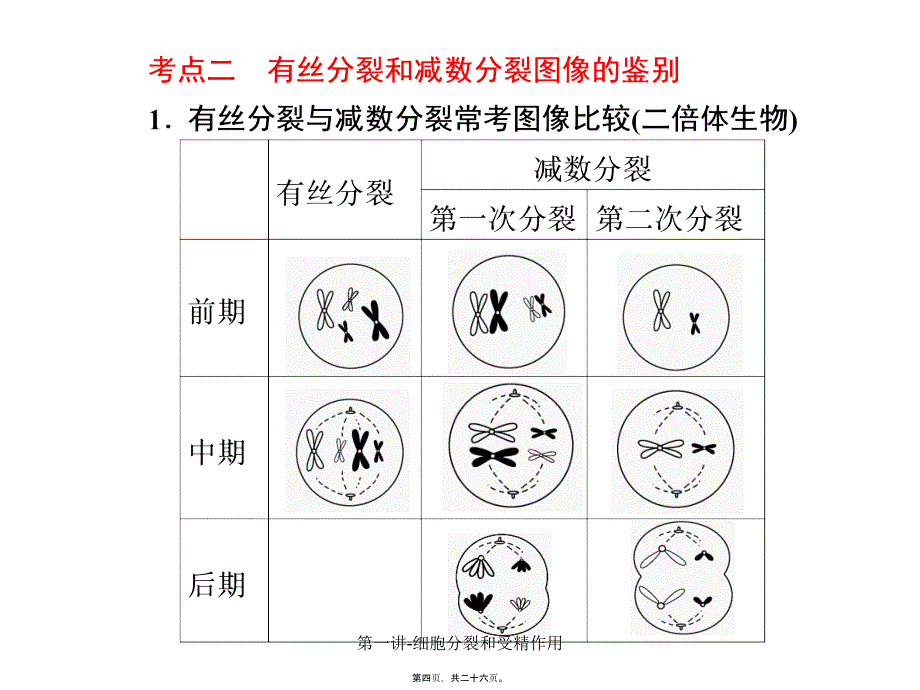 第一讲-细胞分裂和受精作用课件_第4页