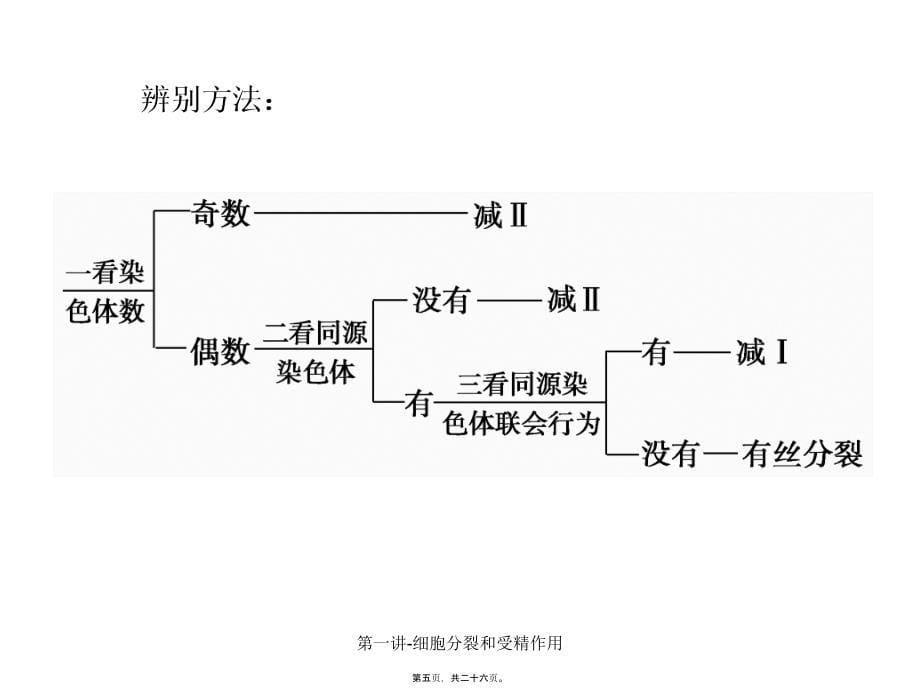 第一讲-细胞分裂和受精作用课件_第5页