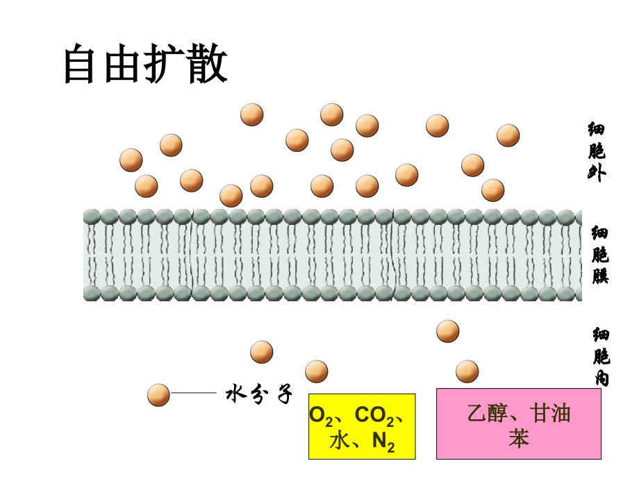 物质跨膜运输的方式_第4页