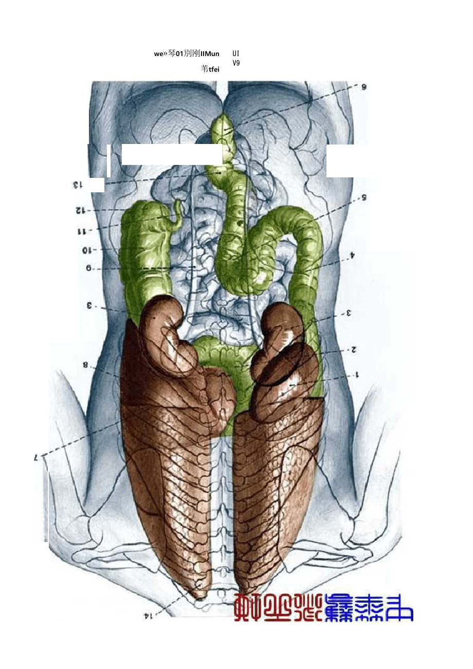 人体内脏结构分布图_第4页