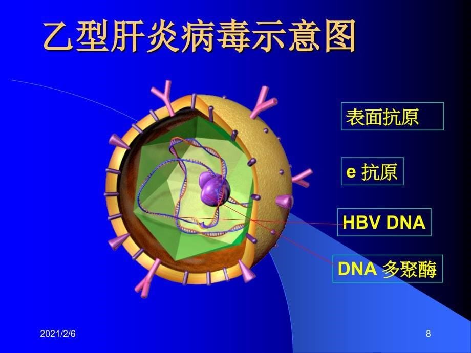 病毒性肝炎ppt课件_第5页